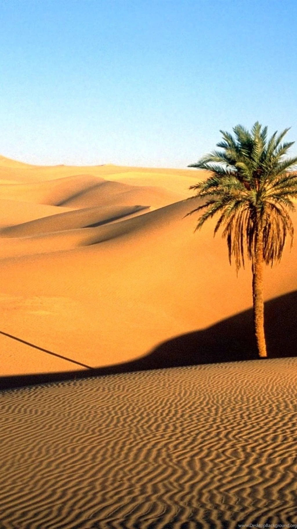 1080x1920 Sky Dunes Sahara Palm Tree Galaxy S4 Wallpapers