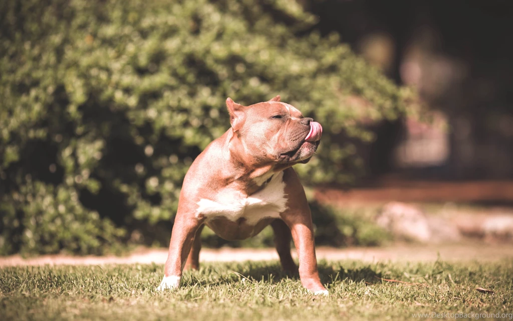 Download Wallpapers 3840x2400 Dog, Pit Bull, Grass, Aggression ...