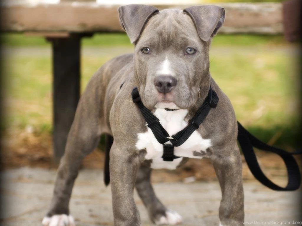 Pitbull Dog Pack 3 Wallpapers Android Apps And Tests AndroidPIT