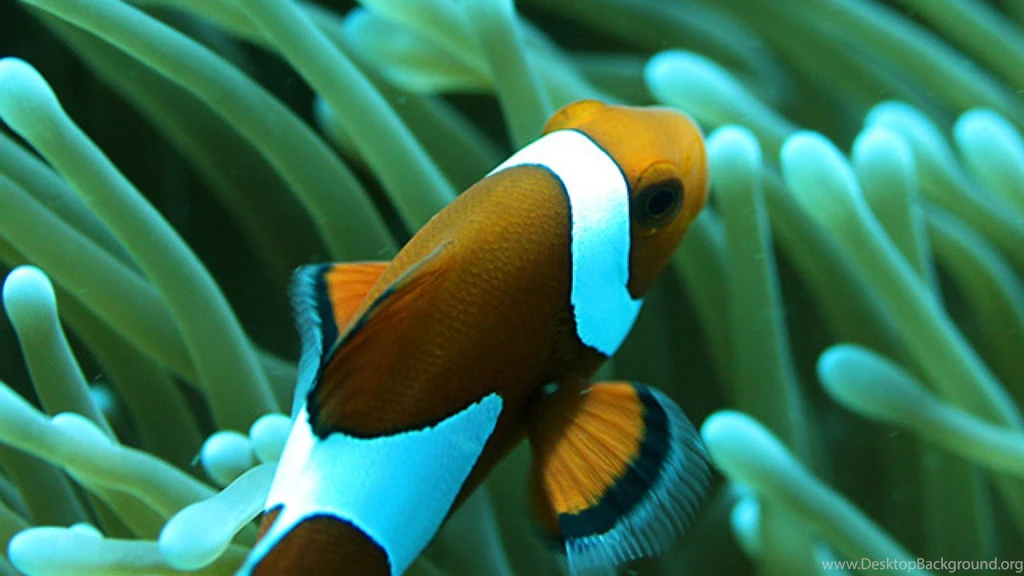 Best Wallpapers Download Site   HD Wallpapers And Pictures