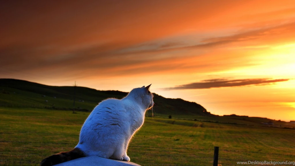 Cat At Sunset HD Wallpapers