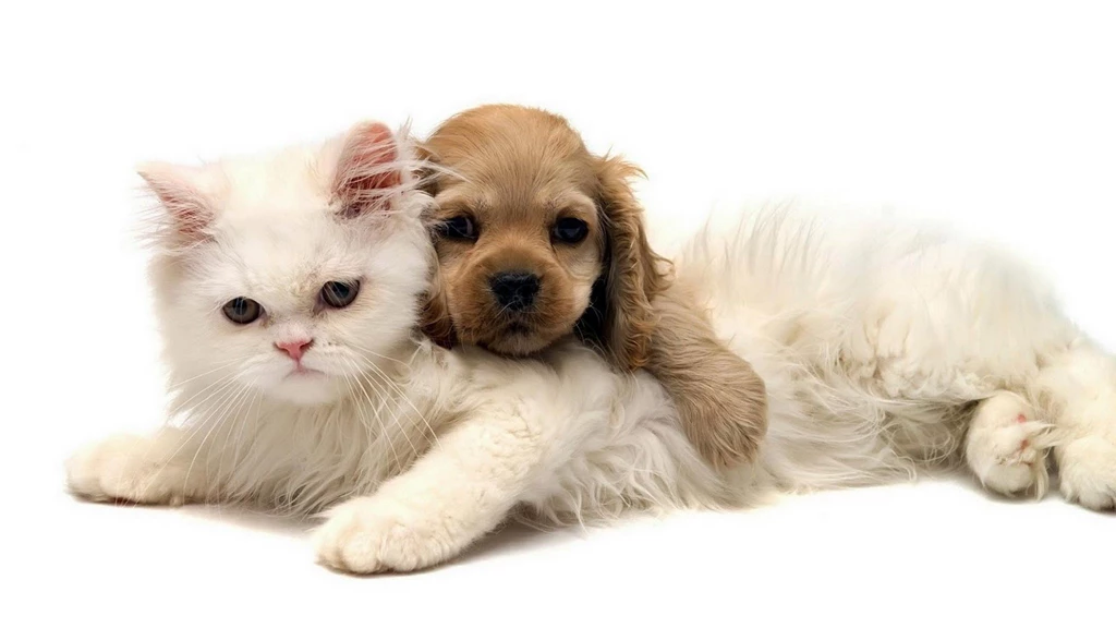 Cats And Kittens And Dogs And Puppies Images Gallery   PETS ...