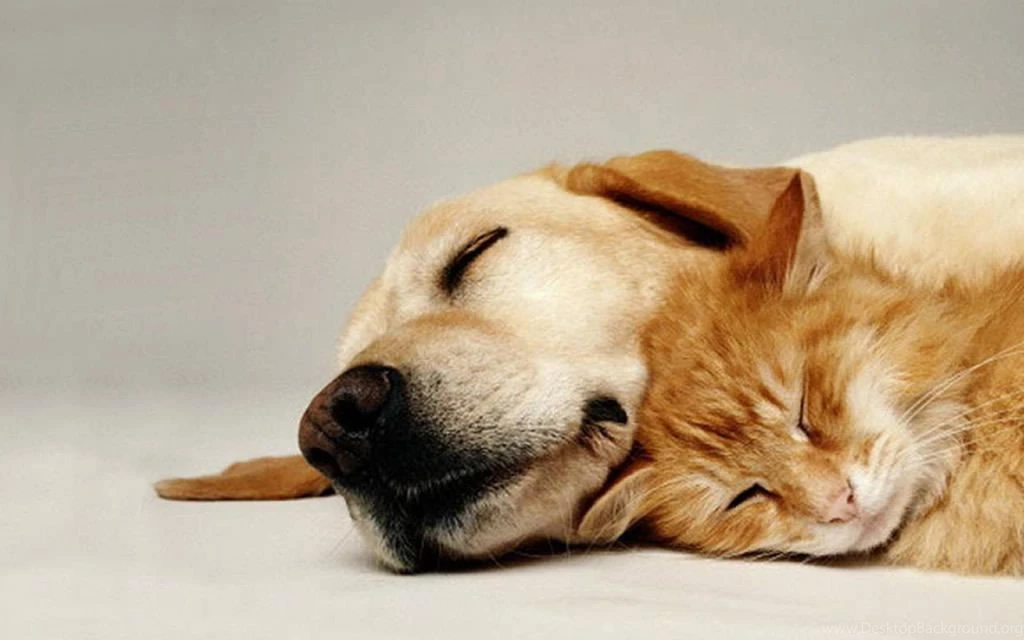 SLEEPING CAT AND DOG WALLPAPER   (