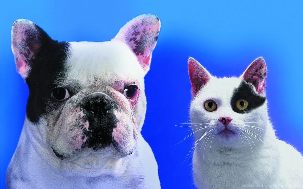 High Resolution Wallpaper: Funny Cats & Dogs Wallpapers
