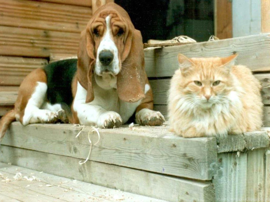 Cat And Dog