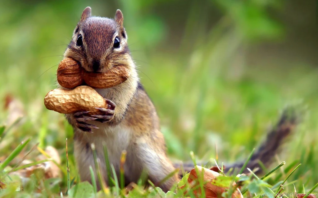 Wallpapers Animal Squirrel With Nuts HD Desktop Wallpapers