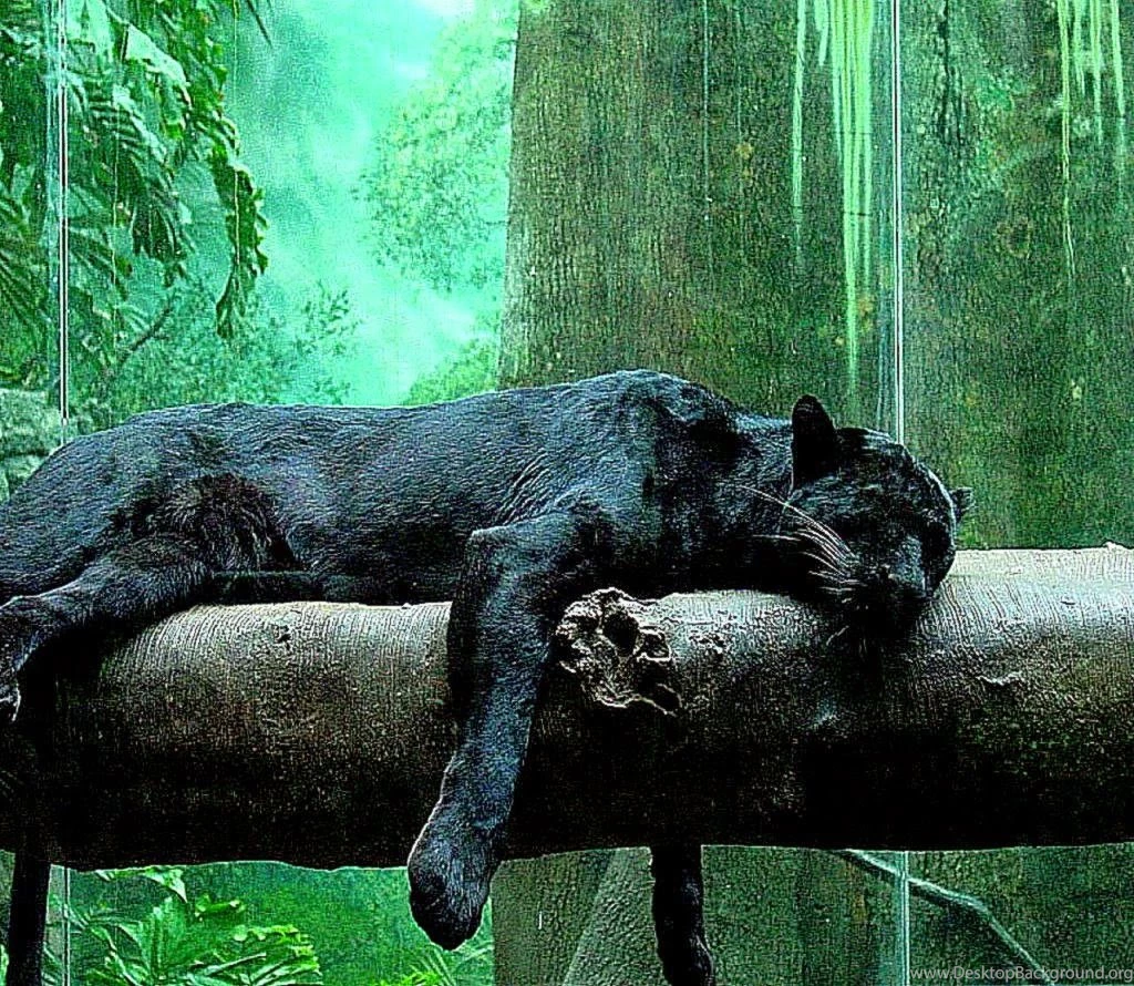 Jungle Animals Real Life Wallpapers Free Desktop