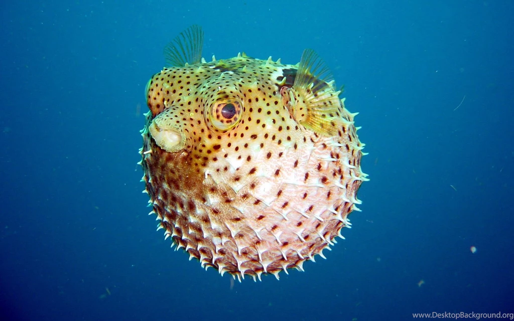 Fish Wallpapers Wallpapers Cool Fullwidehd.com