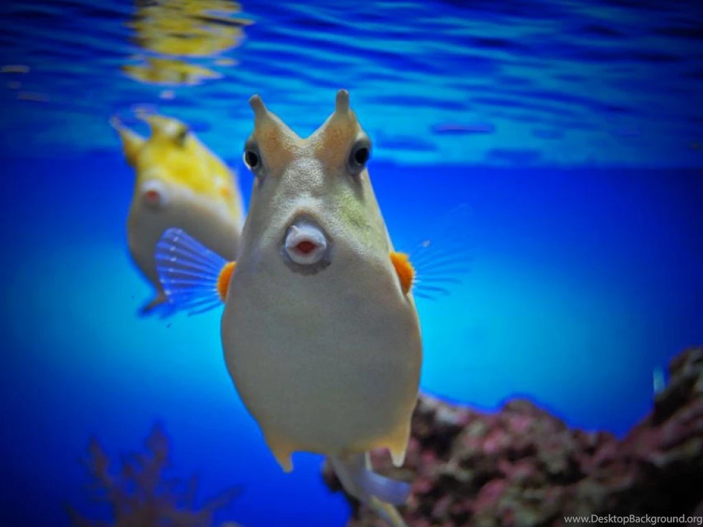 Fish: Cute Fish Cool Picture Wallpapers For HD 16:9 High ...