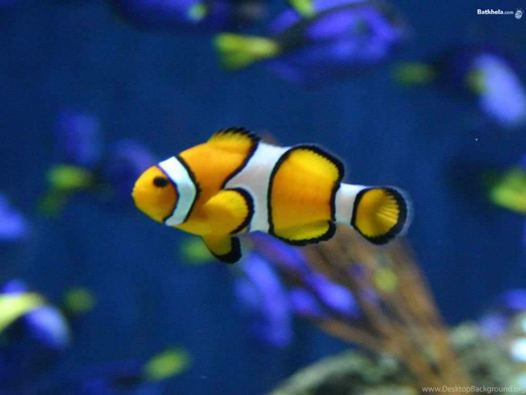 Fish Pic