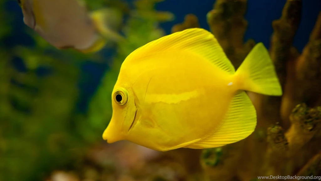 55+ Most Selective Fish Wallpapers: Don't Miss Over The Top Mag