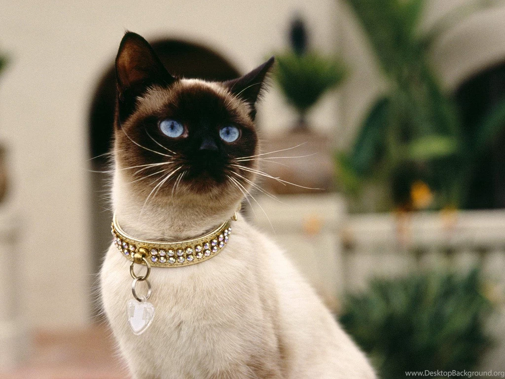 Beautiful Siamese Siamese Cats Wallpapers (18845591) Fanpop