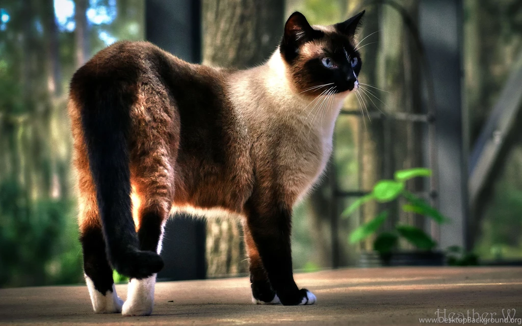 Siamese Cat Wallpapers