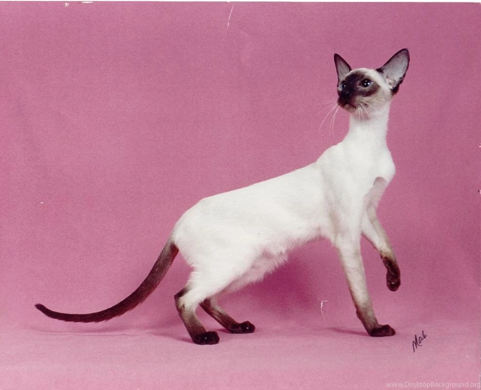 Siamese Cat Wallpapers Background Images