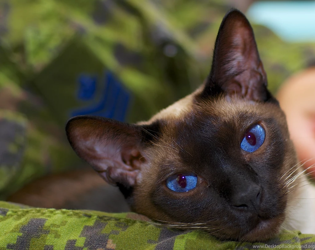 Animals___Cats__Relaxed_Siamese_cat_045016_.jpg