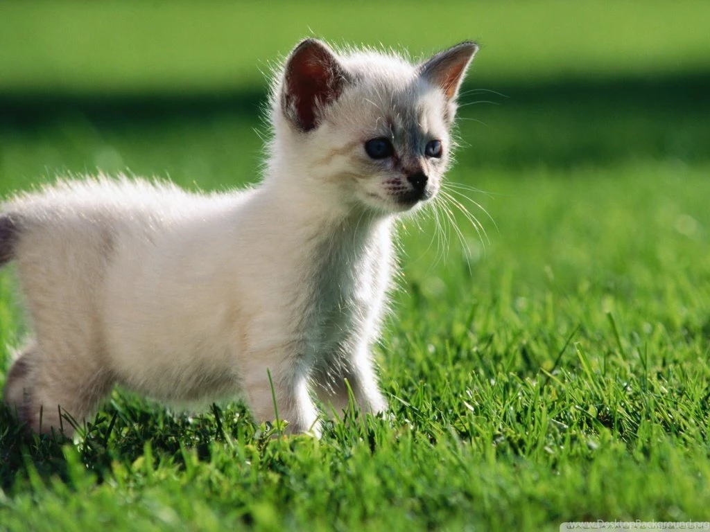 Baby Siamese Kitten HD Desktop Wallpapers : High Definition ...