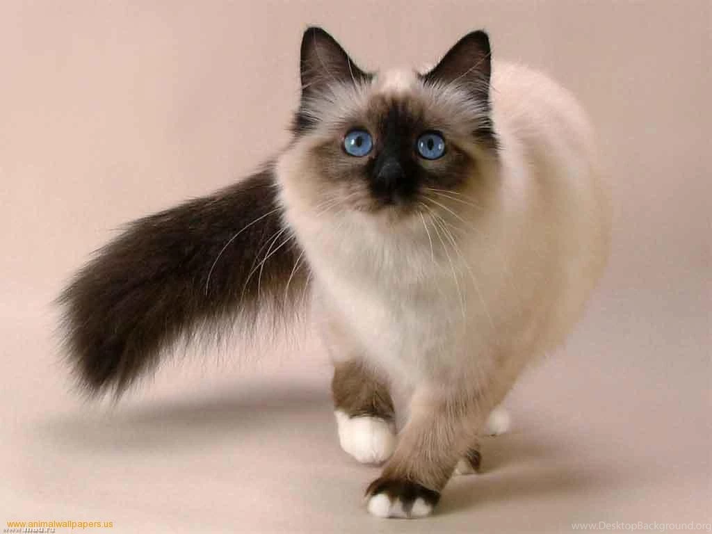 Walking Siamese Photo And Wallpaper. Beautiful Walking Siamese ...