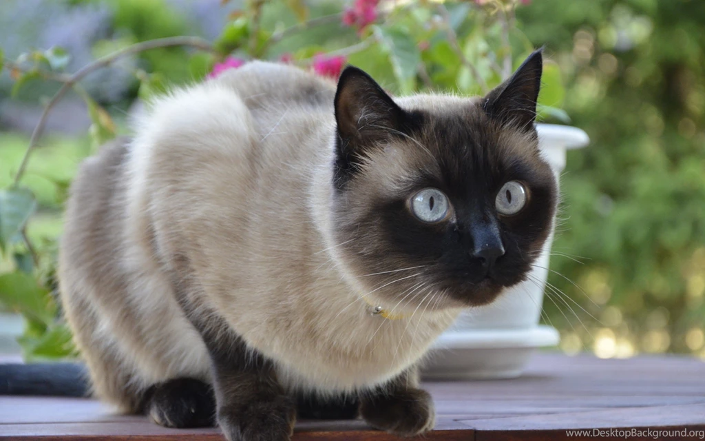 Siamese Cats Desktop Wallpapers