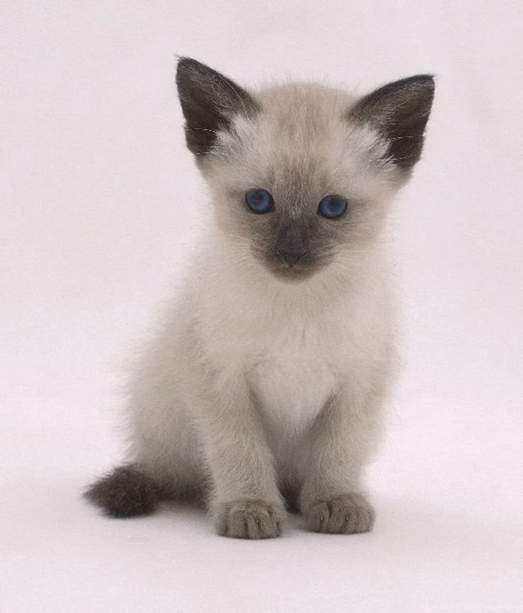 Simese Kittens