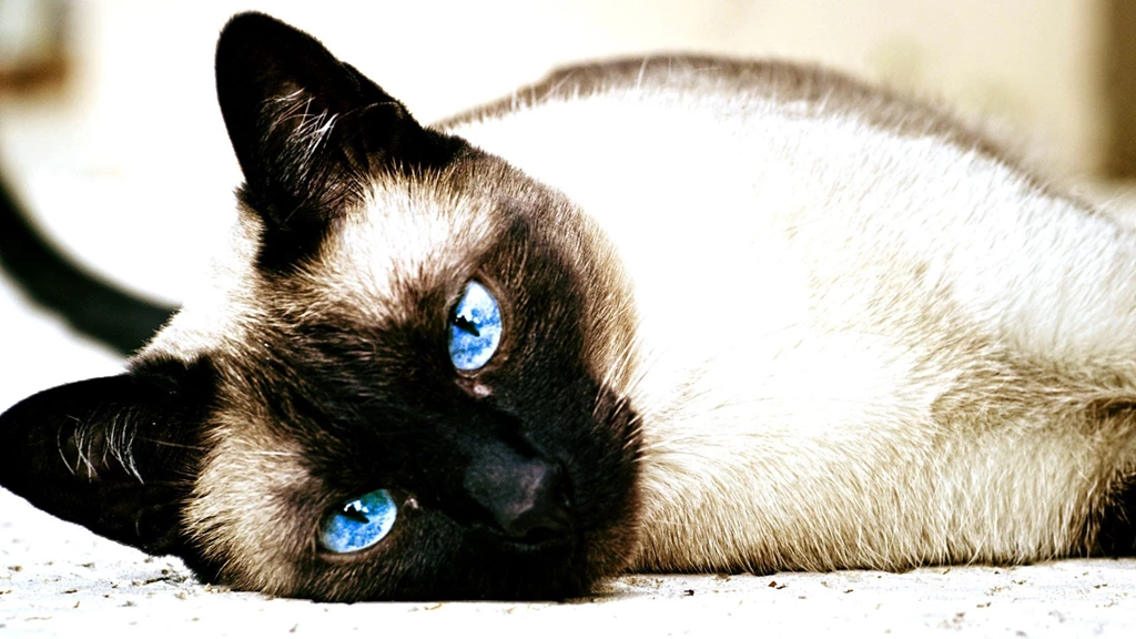 Cat, Siamese Cats, Animals, Blue Eyes Wallpapers HD / Desktop And ...