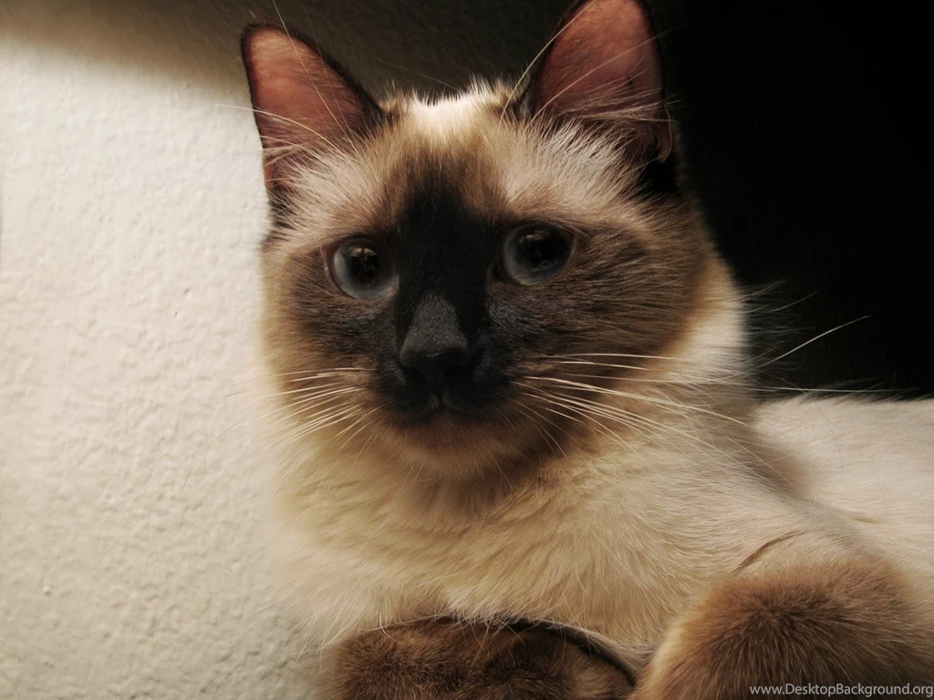 Download Wallpapers 1400x1050 Cat, Kitten, Siamese, Spotted, Gray ...