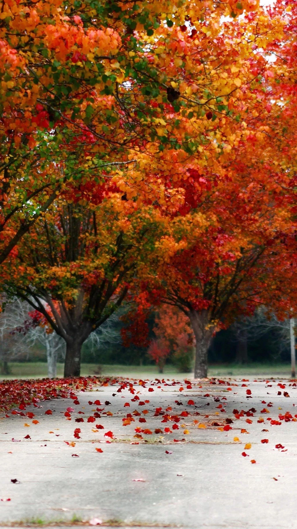 Fall Trees Color Nature Red Yellow Orange Driveway 4k  HD Wallpapers