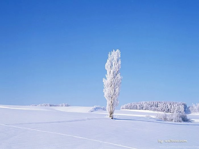 Winter Dreamland Snowy Winter Landscape Wallpapers Wallcoo.net