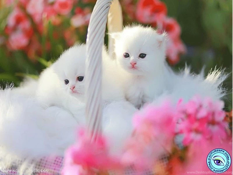 Sweet Picture