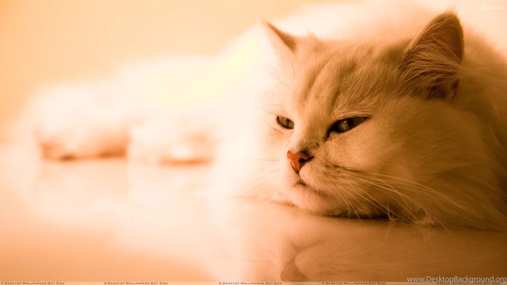 Sweet Cat Laying Pose Wallpapers