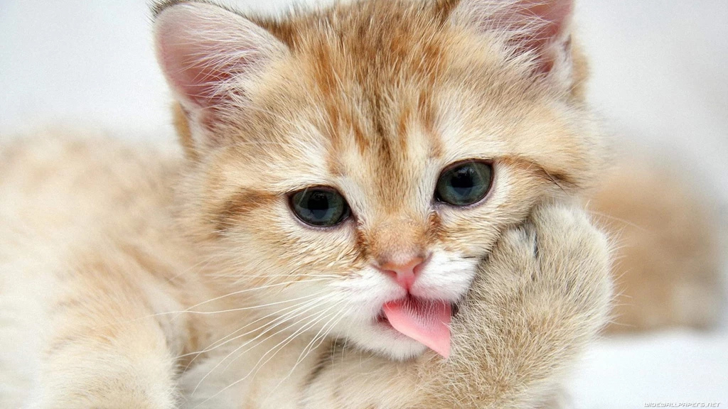 Cute Cat Wallpapers
