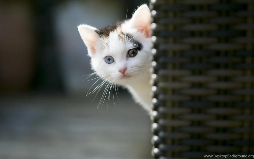 Sweet Cat Kitty Animals Cats Kitten Cute Cats Wallpapers Gallery ...