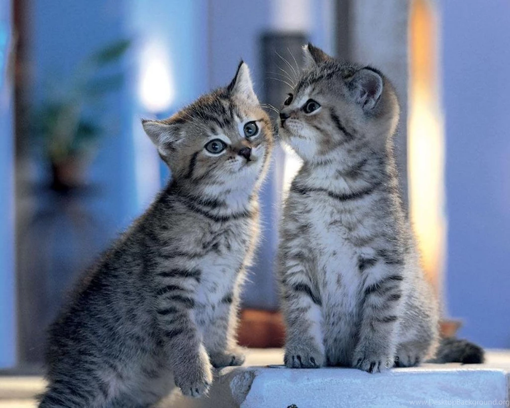 Sweet Cats In Love Wallpapers (
