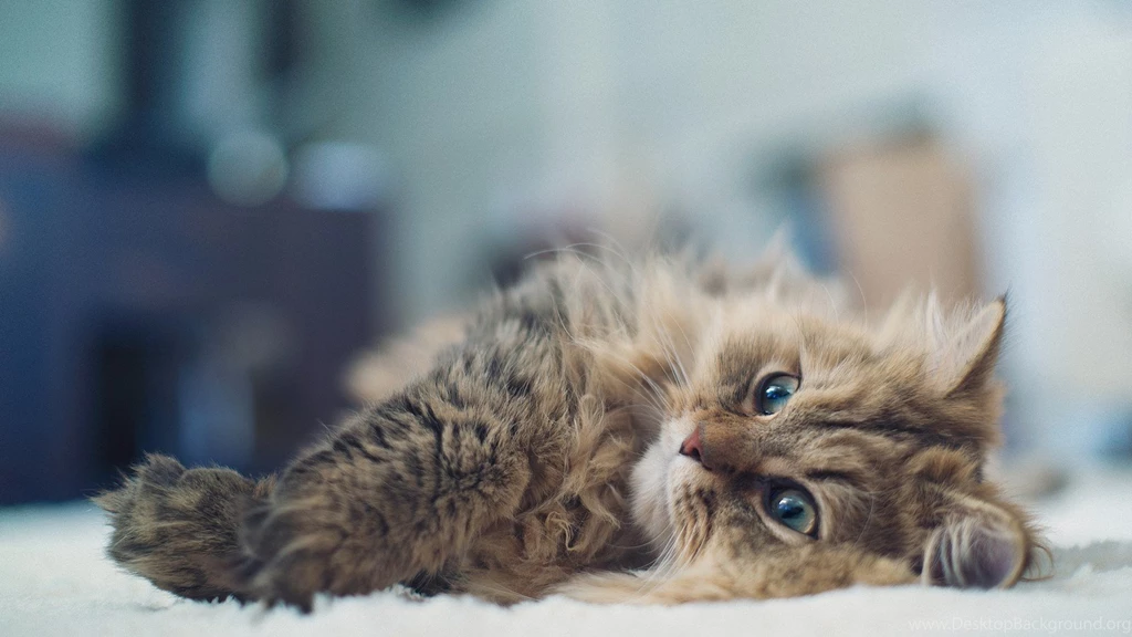 Cut Animal Sweet Cat