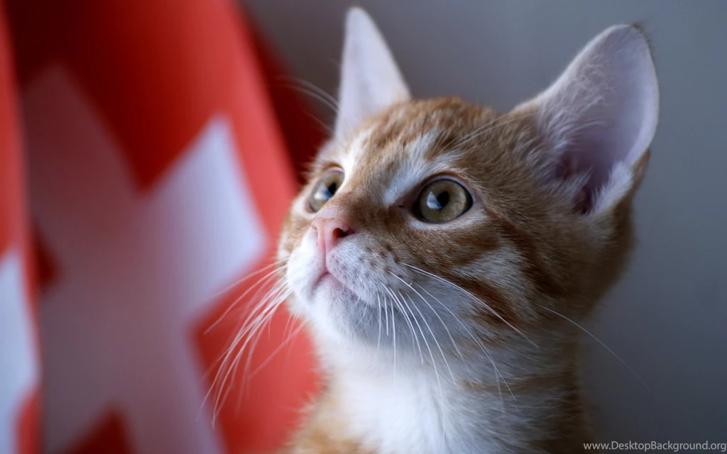 So Cute And Sweet Cat Hd Wallpapers   Best Collections Of Cute Cats