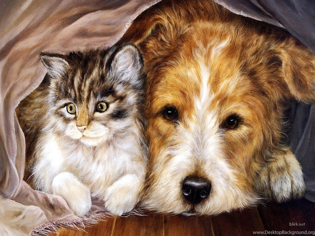 Beautiful Sweet Cats Cat And Dog The Wallpapers Gallsource.com