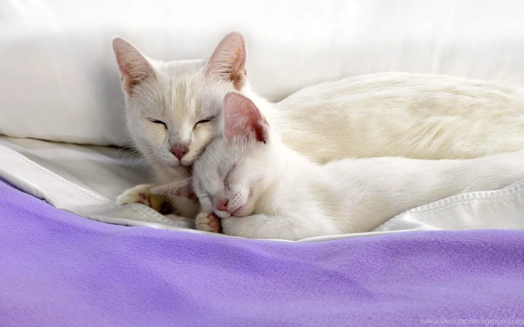 Pics Sweet Cat Couple On Blanket Wallpaper, HQ Backgrounds
