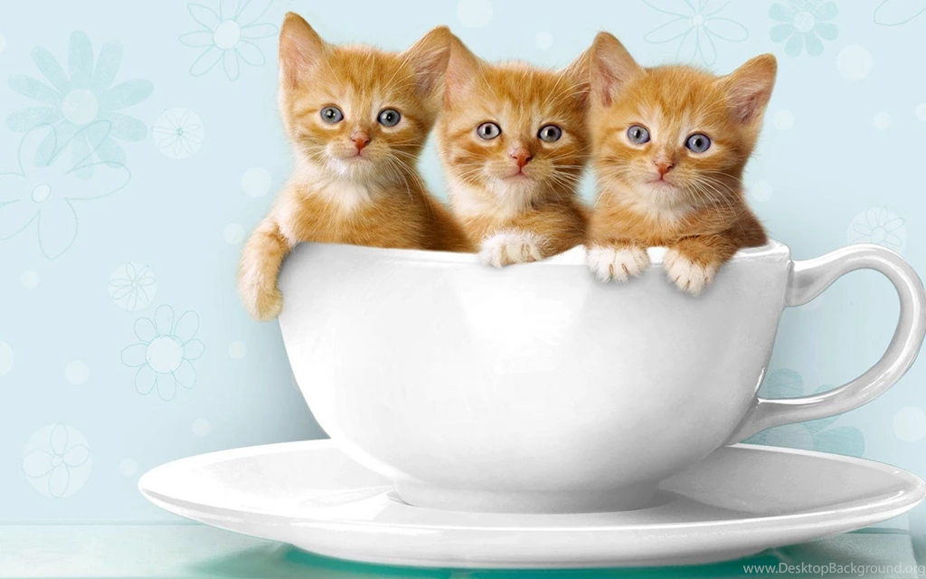 Sweet Cat Trio On Cup >> HD Wallpaper, Get It Now!