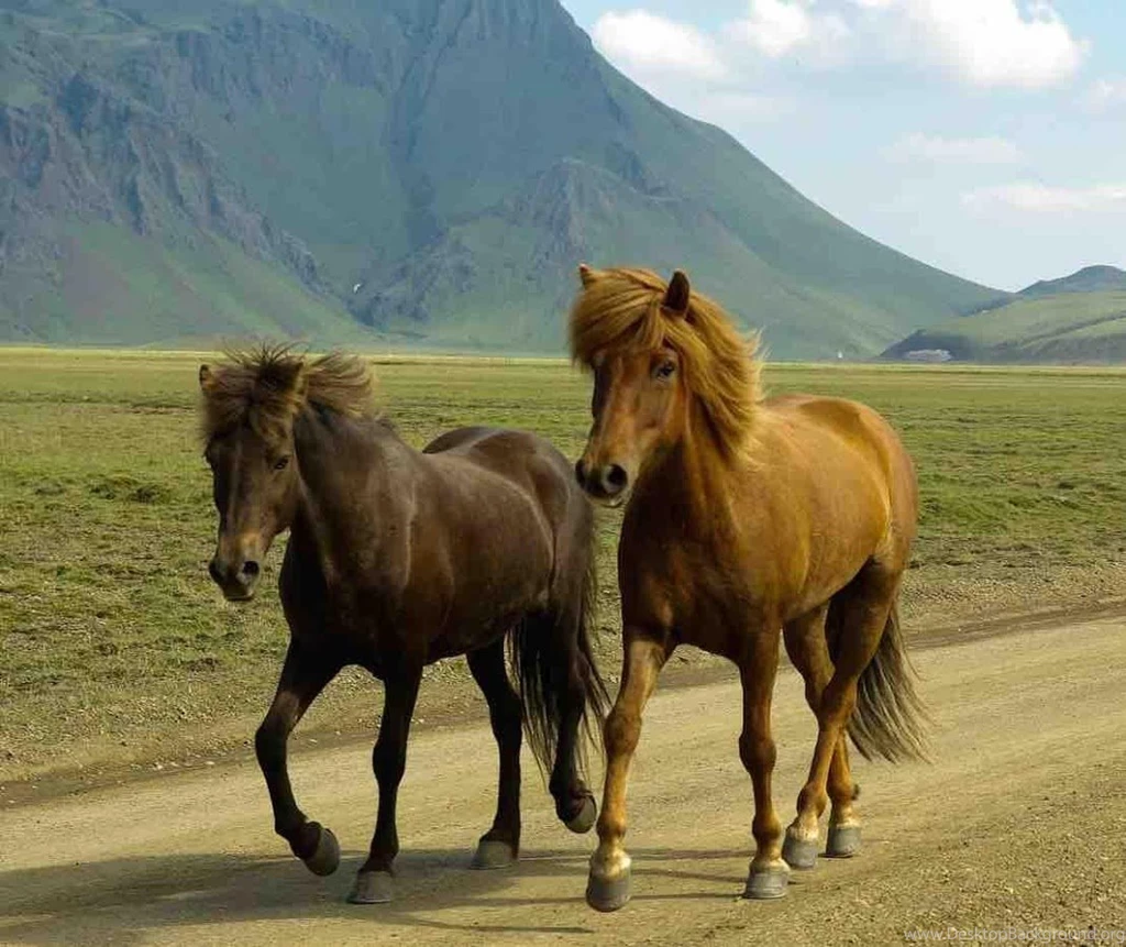 Horses Wallpapers Free Android Apps On Google Play
