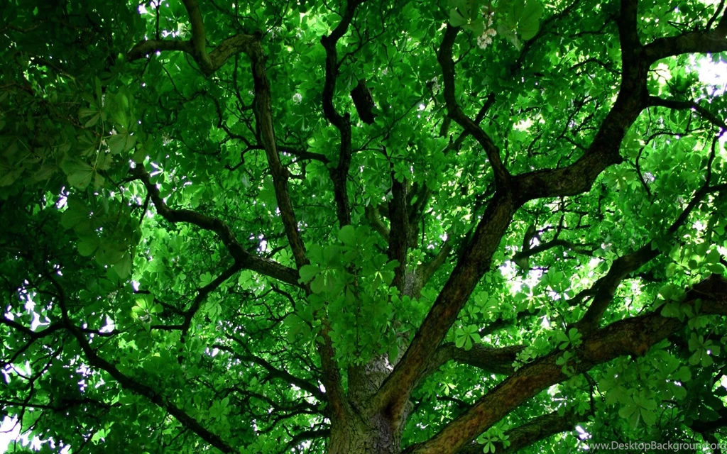 Free Love A Tree Day Computer Desktop Wallpapers