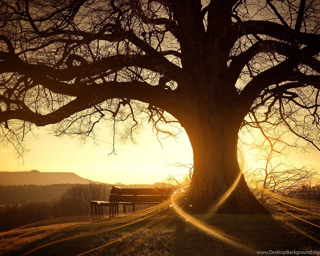 Tree Desktop Wallpapers Images Tbwnz.com