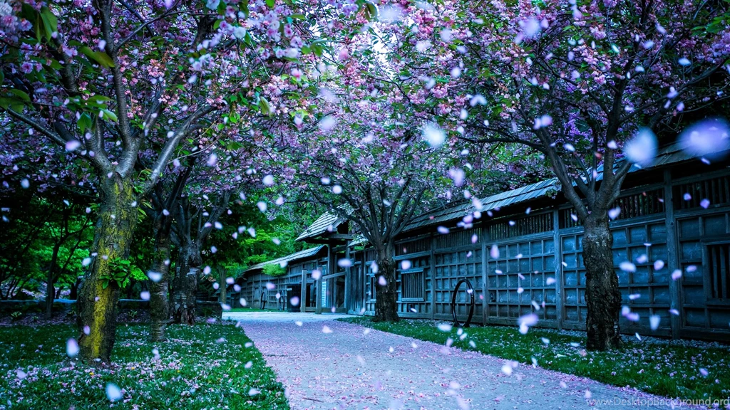 1920x1080 Spring Park Blooms Wallpapers