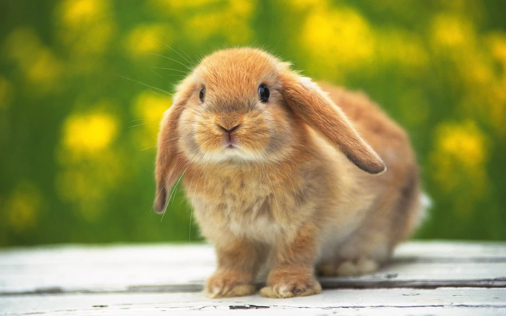 Awesome Bunny Backgrounds