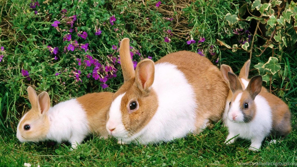 39 Bunny HD Wallpapers