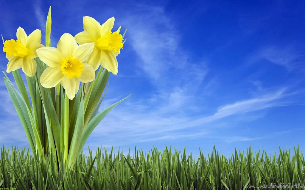 3D Flowers Beautiful Wallpapers