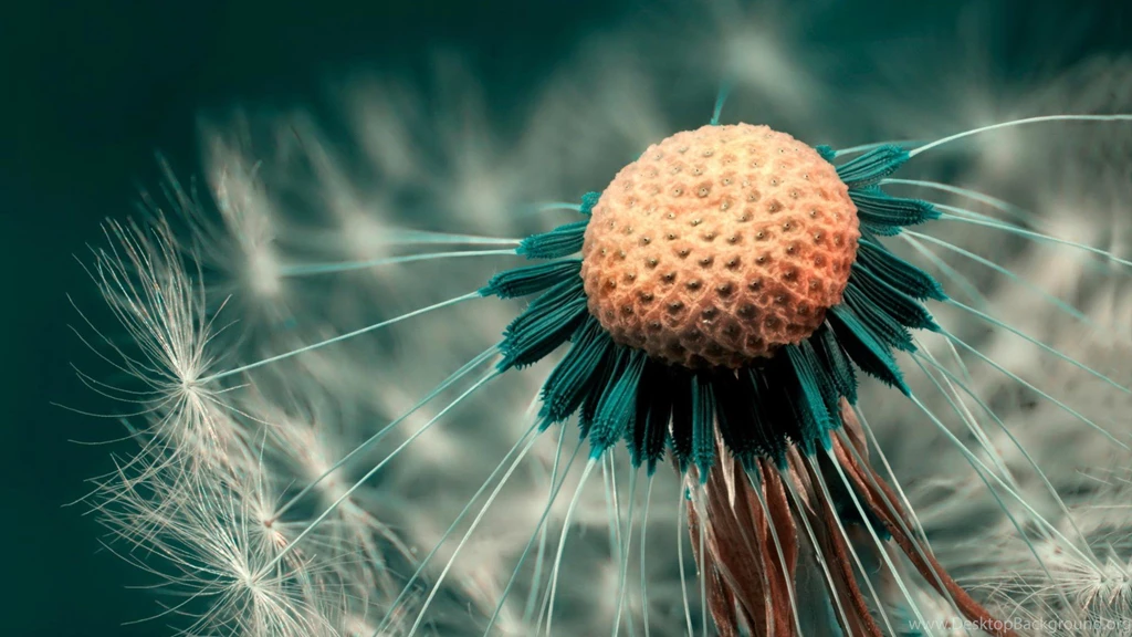 Photography HD Backgrounds / 1920x1080
