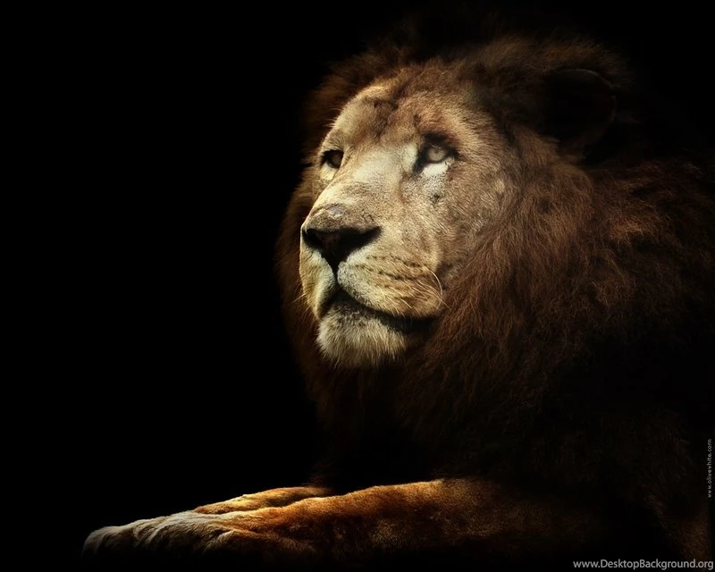 Black Animals Backgrounds Lions 1280x1024 Wallpapers – Animals Cats ...