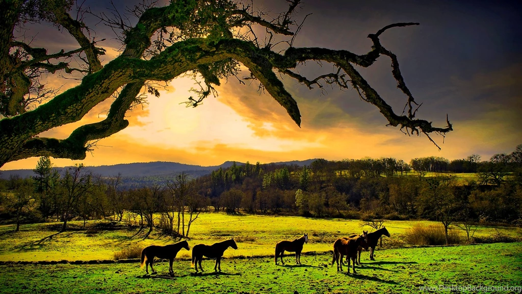 Relaxing Nature High Definition Wallpapers : Nature Wallpapers ...