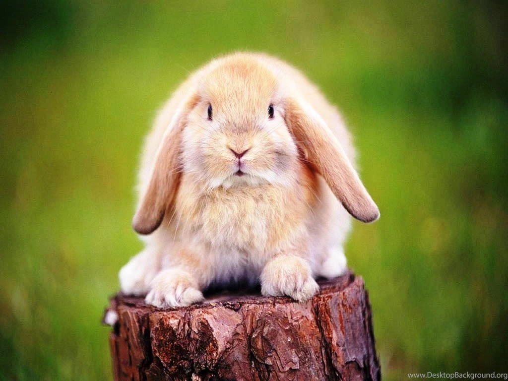 Cut Rabbit Hd Wallpapers   Free Hd Wallpapers