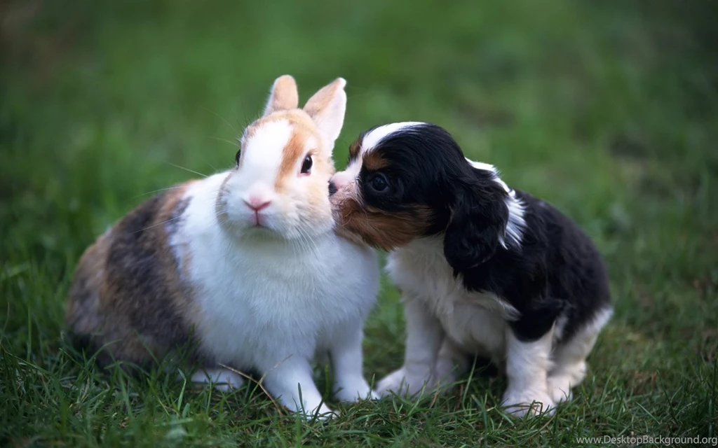 New Rabbit Wallpapers