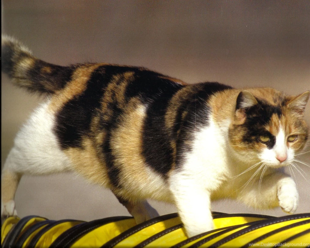 Calico Cat Wallpapers For Your Computer